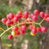 Tinospora cordifolia - gurjo, heart-leaved moonseed, guduchi, giloy