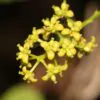Tinospora cordifolia - gurjo, heart-leaved moonseed, guduchi, giloy - Image 2