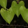 Tinospora cordifolia - gurjo, heart-leaved moonseed, guduchi, giloy - Image 3