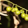 Tinospora cordifolia - gurjo, heart-leaved moonseed, guduchi, giloy - Image 4