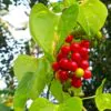Tinospora cordifolia - gurjo, heart-leaved moonseed, guduchi, giloy - Image 5