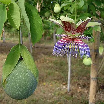 Passiflora maliformis - Passion Fruit Apple, Passionflower Maracuja, Sweet Cave, Sweet Calabash, Conch Apple, Wild Purple Passionfruit, Sweet Cup - Image 2