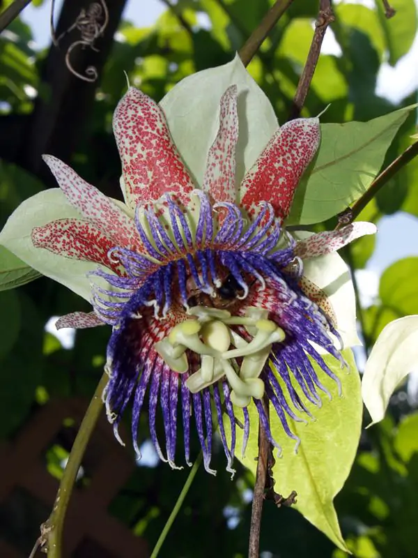 Passiflora maliformis - Passion Fruit Apple, Passionflower Maracuja, Sweet Cave, Sweet Calabash, Conch Apple, Wild Purple Passionfruit, Sweet Cup - Image 6