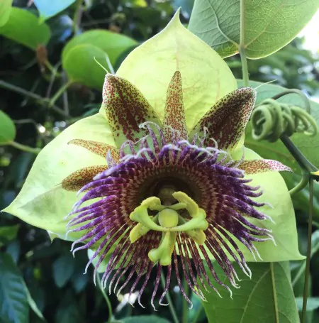 Passiflora maliformis - Passion Fruit Apple, Passionflower Maracuja, Sweet Cave, Sweet Calabash, Conch Apple, Wild Purple Passionfruit, Sweet Cup - Image 9