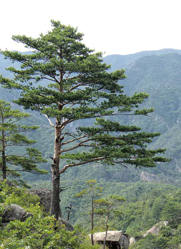 Pinus densiflora - Red japanese pine tree, japanese red pine, akamatsu
