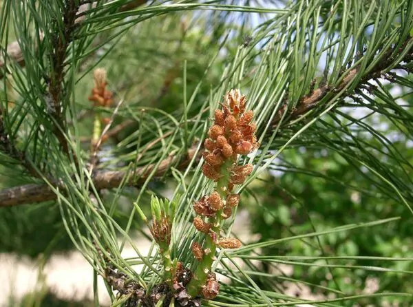 Pinus densiflora - Red japanese pine tree, japanese red pine, akamatsu - Image 6