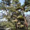 Pinus densiflora - Red japanese pine tree, japanese red pine, akamatsu - Image 7
