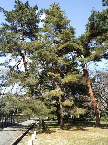 Pinus densiflora - Red japanese pine tree, japanese red pine, akamatsu - Image 7