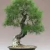 Pinus densiflora - Red japanese pine tree, japanese red pine, akamatsu - Image 11