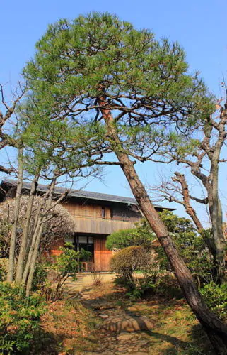 Pinus densiflora - Red japanese pine tree, japanese red pine, akamatsu - Image 12