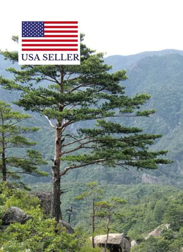Pinus densiflora - Red japanese pine tree, japanese red pine, akamatsu - Image 13