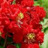 Lagerstroemia Indica - Crape myrtle tree - Image 2