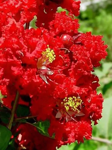 Lagerstroemia Indica - Crape myrtle tree - Image 2