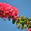 Lagerstroemia Indica - Crape myrtle tree - Image 3