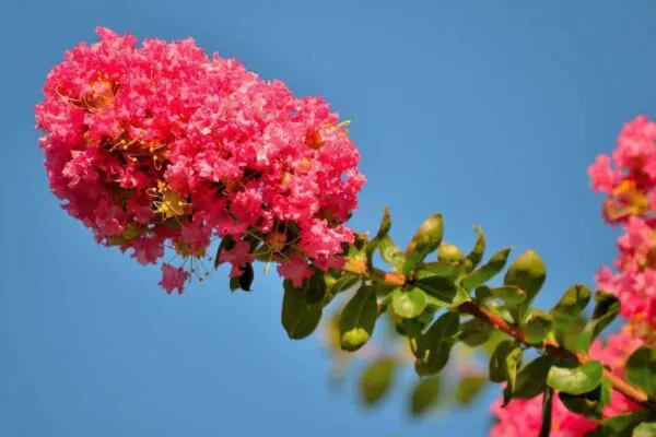 Lagerstroemia Indica - Crape myrtle tree - Image 3