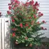 Lagerstroemia Indica - Crape myrtle tree - Image 4