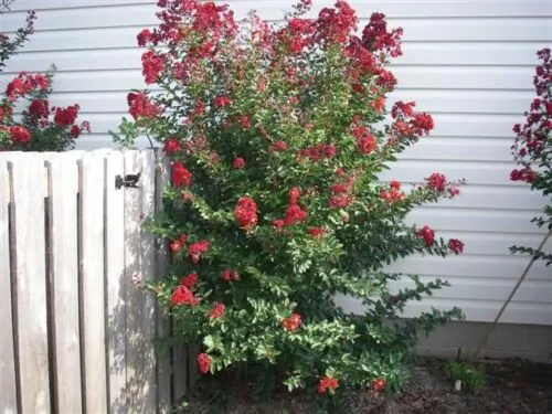 Lagerstroemia Indica - Crape myrtle tree - Image 4