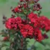 Lagerstroemia Indica - Crape myrtle tree - Image 5