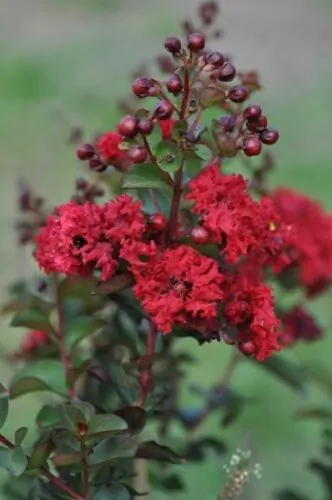 Lagerstroemia Indica - Crape myrtle tree - Image 5