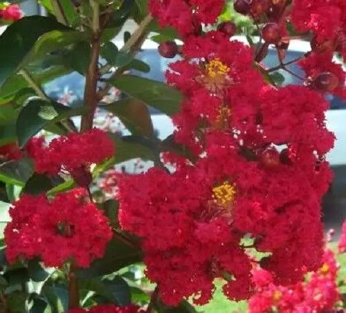 Lagerstroemia Indica - Crape myrtle tree - Image 6