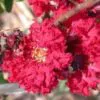 Lagerstroemia Indica - Crape myrtle tree - Image 7