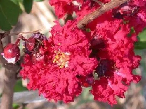 Lagerstroemia Indica - Crape myrtle tree - Image 7