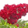 Lagerstroemia Indica - Crape myrtle tree - Image 8