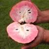 Annona reticulata - Wild Sweetsop, Custard Apple, Soursop, Bullocks Heart - Image 2