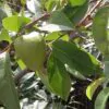 Annona reticulata - Wild Sweetsop, Custard Apple, Soursop, Bullocks Heart - Image 6