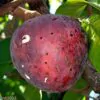 Annona reticulata - Wild Sweetsop, Custard Apple, Soursop, Bullocks Heart - Image 7