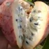 Annona reticulata - Wild Sweetsop, Custard Apple, Soursop, Bullocks Heart - Image 8