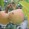 Annona reticulata - Wild Sweetsop, Custard Apple, Soursop, Bullocks Heart - Image 9