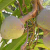 Annona reticulata - Wild Sweetsop, Custard Apple, Soursop, Bullocks Heart - Image 10