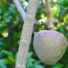 Annona reticulata - Wild Sweetsop, Custard Apple, Soursop, Bullocks Heart - Image 11