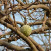 Annona reticulata - Wild Sweetsop, Custard Apple, Soursop, Bullocks Heart - Image 12