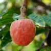 Annona reticulata - Wild Sweetsop, Custard Apple, Soursop, Bullocks Heart - Image 13
