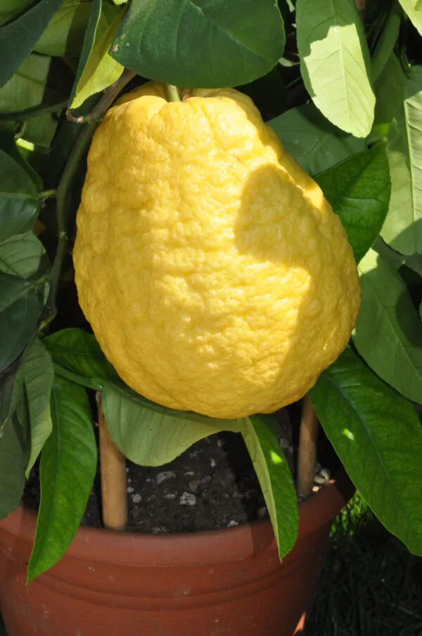 Citrus medica / Citrus alata / Citrus bicolor - Toronja Dedos, Citron, Cedrate