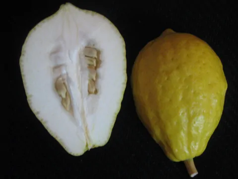 Citrus medica / Citrus alata / Citrus bicolor - Toronja Dedos, Citron, Cedrate - Image 2