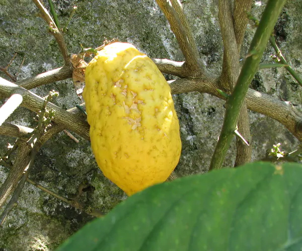 Citrus medica / Citrus alata / Citrus bicolor - Toronja Dedos, Citron, Cedrate - Image 3