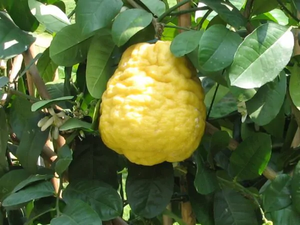 Citrus medica / Citrus alata / Citrus bicolor - Toronja Dedos, Citron, Cedrate - Image 5