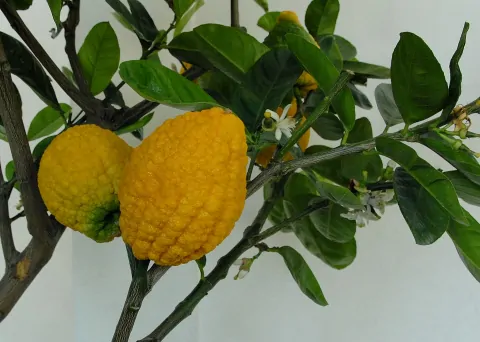 Citrus medica / Citrus alata / Citrus bicolor - Toronja Dedos, Citron, Cedrate - Image 6