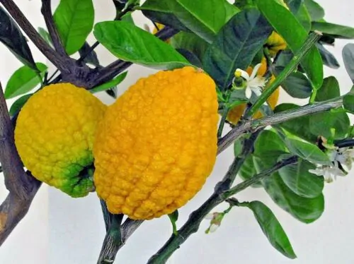 Citrus medica / Citrus alata / Citrus bicolor - Toronja Dedos, Citron, Cedrate - Image 7