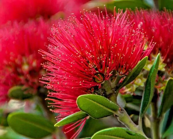 Metrosideros excelsa - Metrosidero, fire tree, pohutokawa (in maori), new zealand christmas tree - Image 2