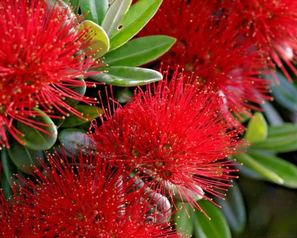 Metrosideros excelsa - Metrosidero, fire tree, pohutokawa (in maori), new zealand christmas tree - Image 3