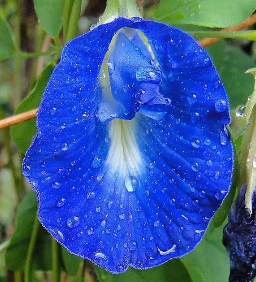 Clitoria ternatea - Butterfly Pea, Blue Fairy, Blue Queen, Blue Mint, Ismenia
