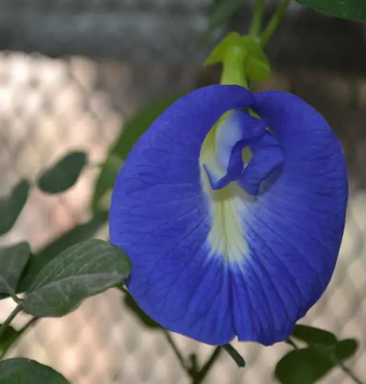 Clitoria ternatea - Butterfly Pea, Blue Fairy, Blue Queen, Blue Mint, Ismenia - Image 4