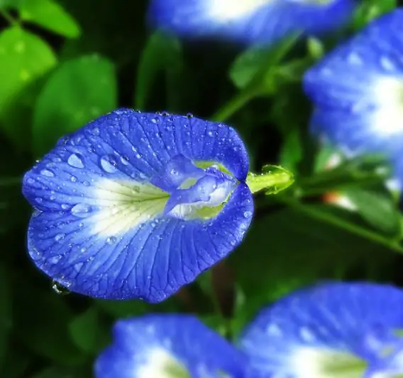 Clitoria ternatea - Butterfly Pea, Blue Fairy, Blue Queen, Blue Mint, Ismenia - Image 5