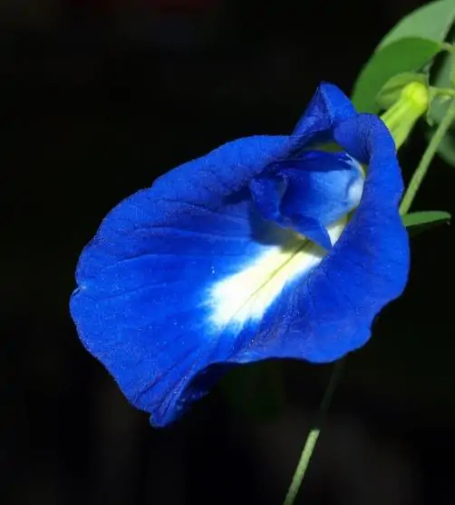 Clitoria ternatea - Butterfly Pea, Blue Fairy, Blue Queen, Blue Mint, Ismenia - Image 9