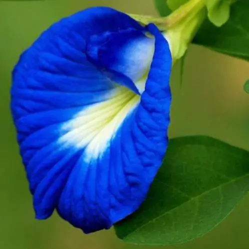 Clitoria ternatea - Butterfly Pea, Blue Fairy, Blue Queen, Blue Mint, Ismenia - Image 10