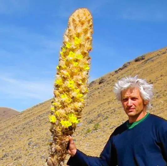 Puya yakespala - Yakespala Bromeliad, Yellow Desert Bromeliad, Lighted Bromeliad